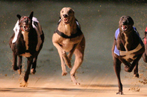 Greyhounds Spread Betting